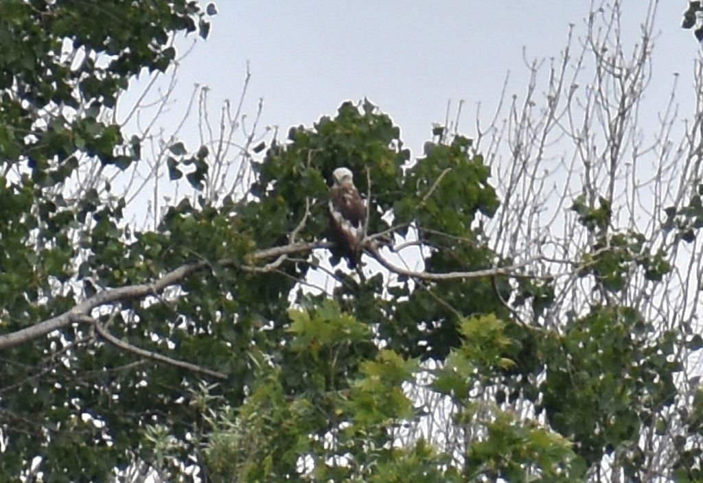 Biancone (Circaetus gallicus) immaturo